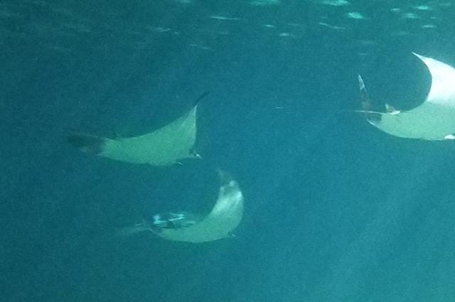 St. Louis Aquarium