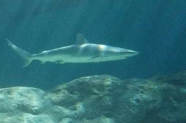 St. Louis Aquarium