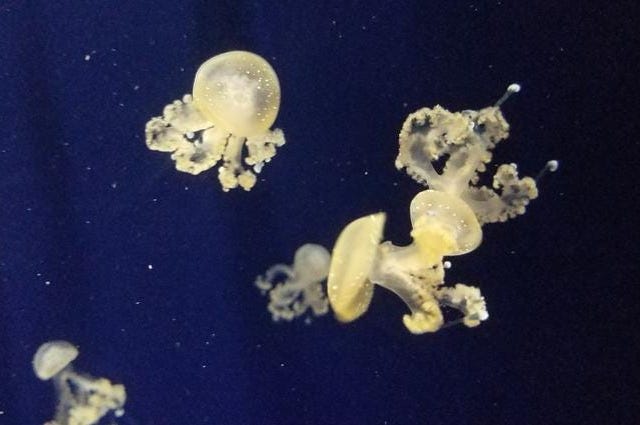 St. Louis Aquarium