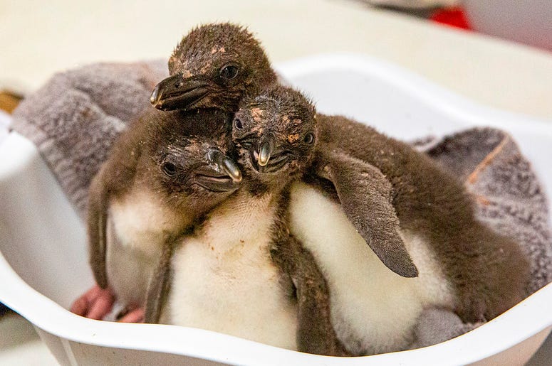 penguins