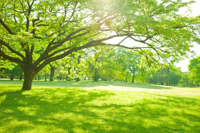 park