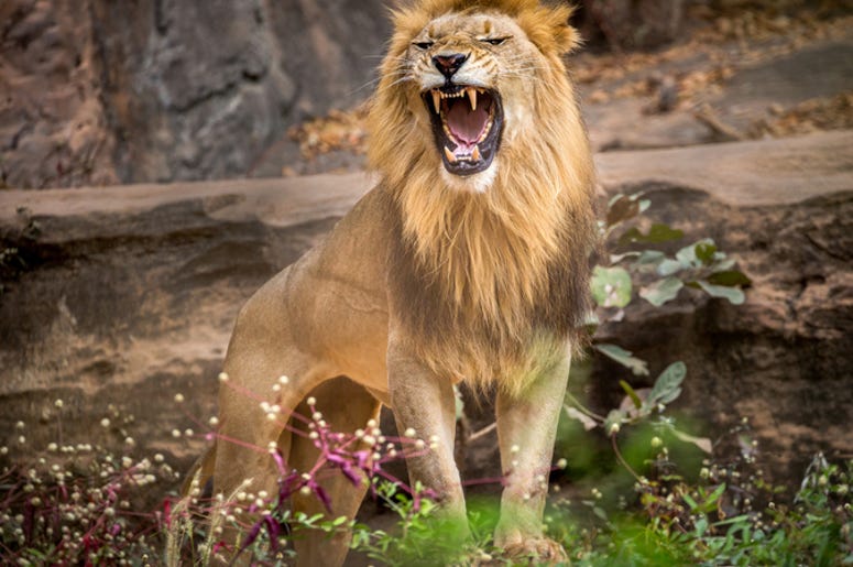 Lion