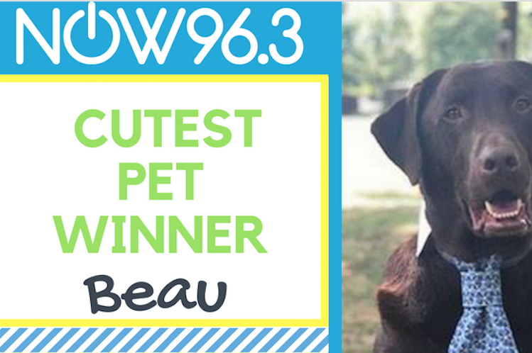 Cutest Pet Photo Contest Winner beau