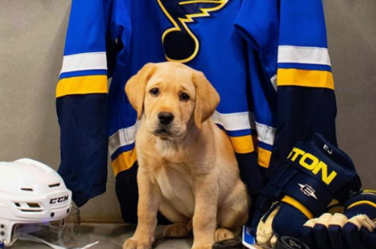 Barclay St. Louis Pup Barclay St. Louis Pup