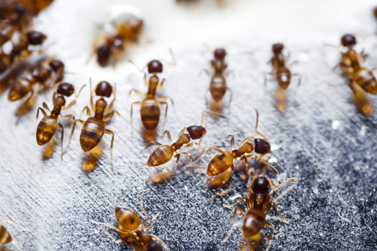 ants