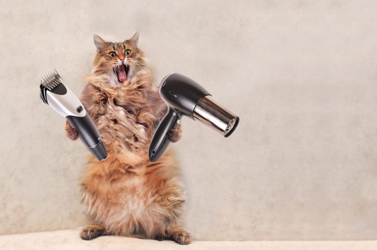 cat grooming