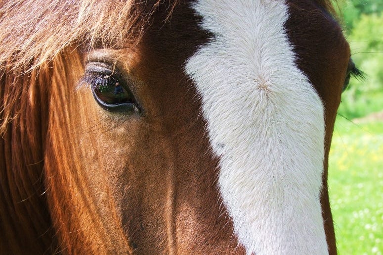 Clydesdale