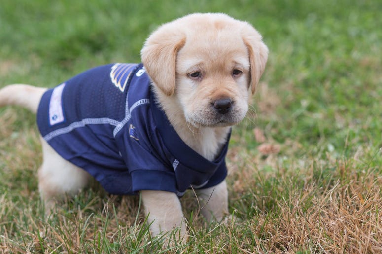 St. Louis Blues Puppy St. Louis Blues Puppy