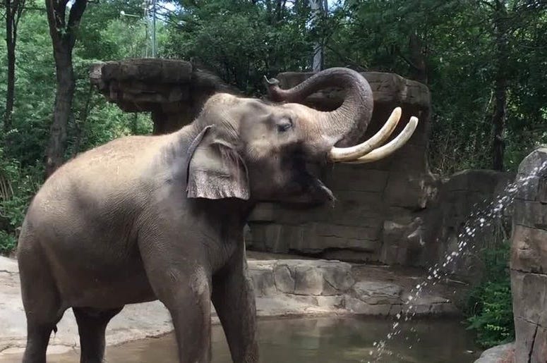 St. Louis Zoo