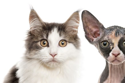Cats Cats