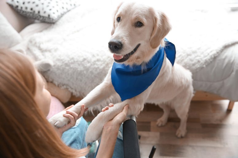 service dog service dog