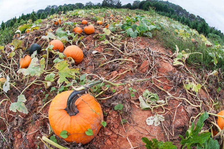 pumpkins pumpkins