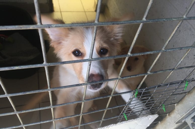 rescue puppy rescue puppy