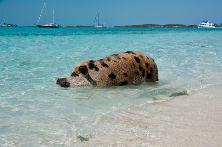 Wild Pigs in the Bahamas Wild Pigs in the Bahamas