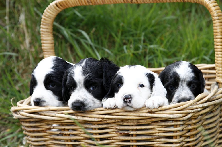 puppies puppies