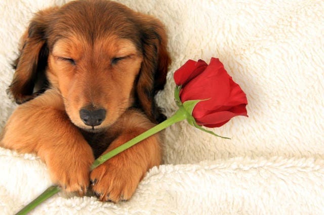 valentines