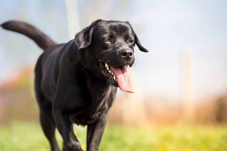 Black labrador running