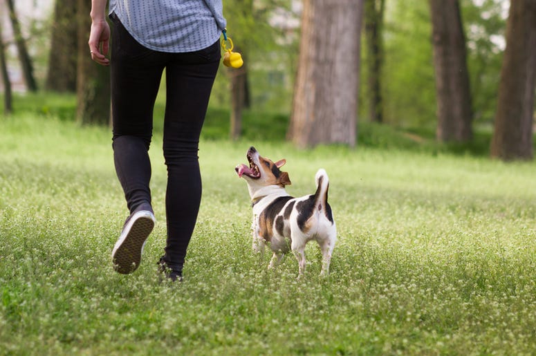 walking dog walking dog