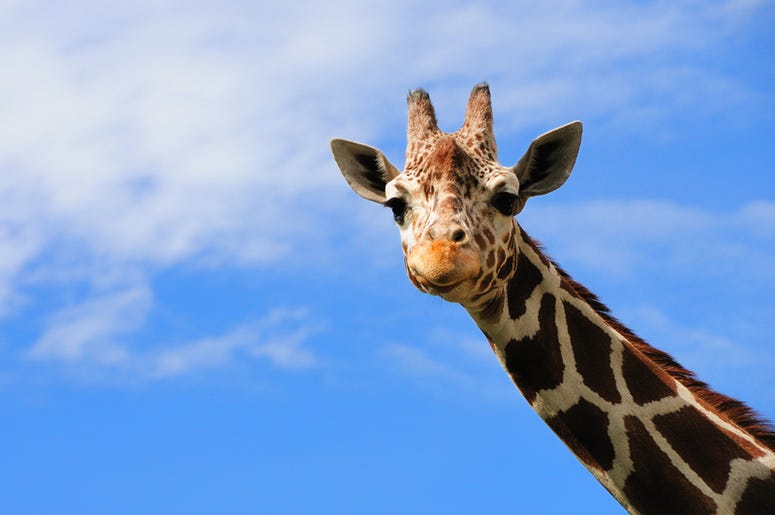 giraffe giraffe