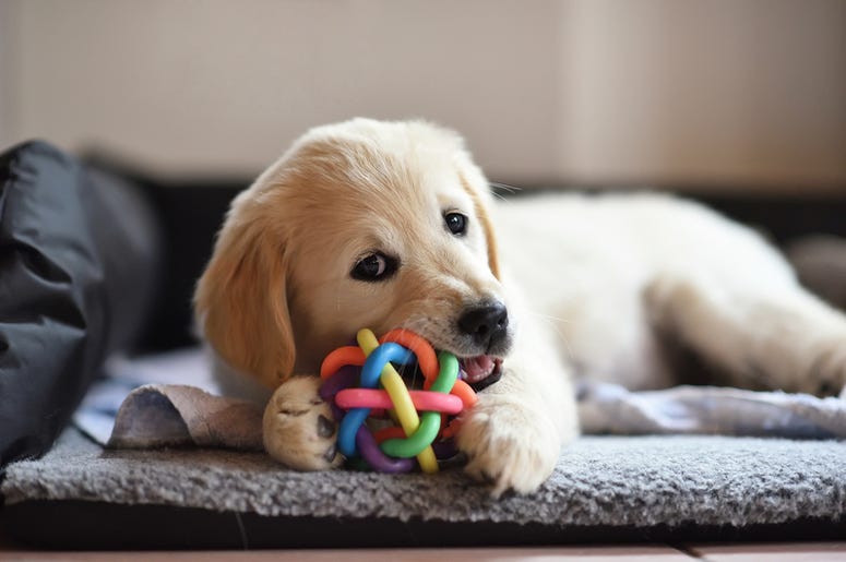 puppy puppy