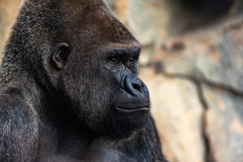 gorrilla