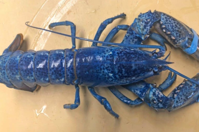 Lord Stanley the Blue Lobster