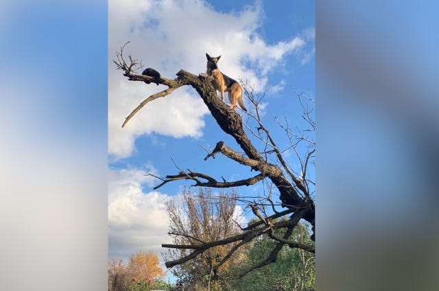 dog in tree