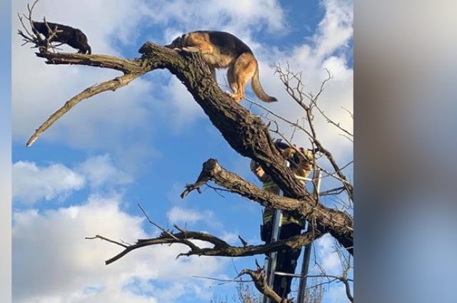 dog in tree