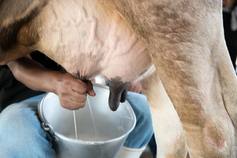 Milking a cow on a farm. Milking a cow on a farm.