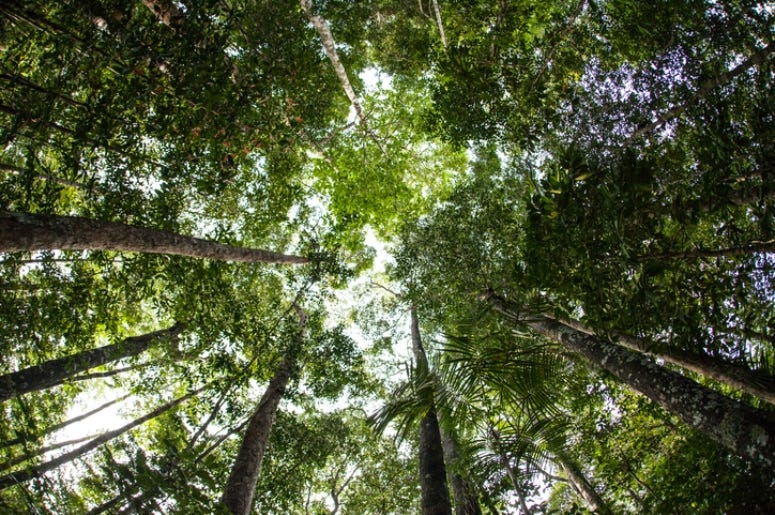 canopy of trees