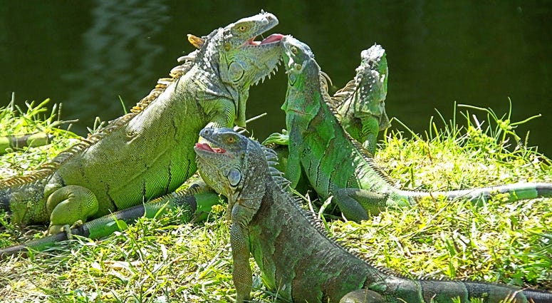 green iguanas