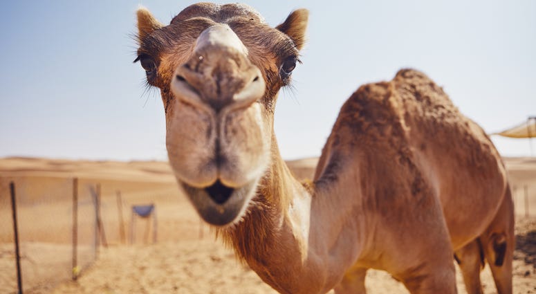 Camel