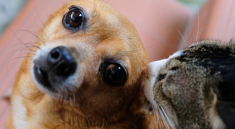 Dog and cat