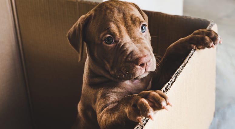 BBB issues warning about spike in pet scams