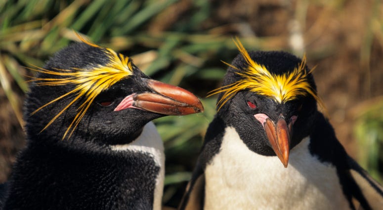 Macaroni Penguins