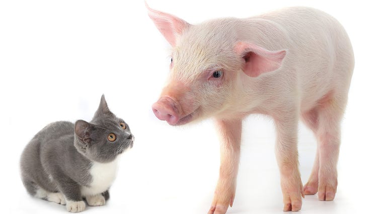 K-State research on COVID-19 in cats and pigs
