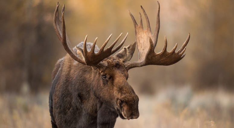 Bull Moose