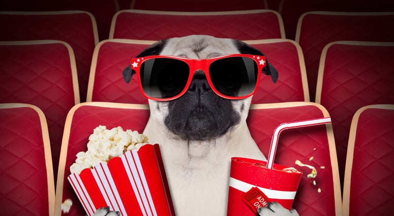 A dog watching a movie with popcorn