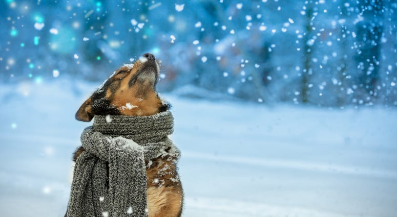 Portrait of a dog with a knitted scarf tied around the neck walking in snow