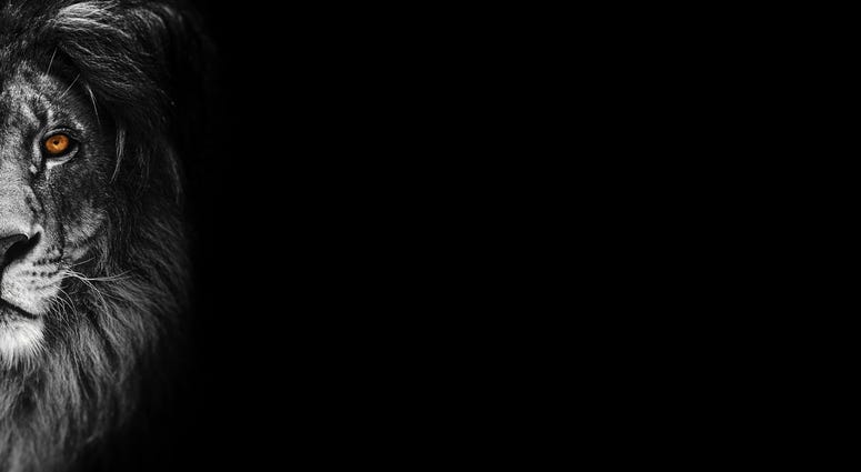 Portrait of a Beautiful lion in the dark