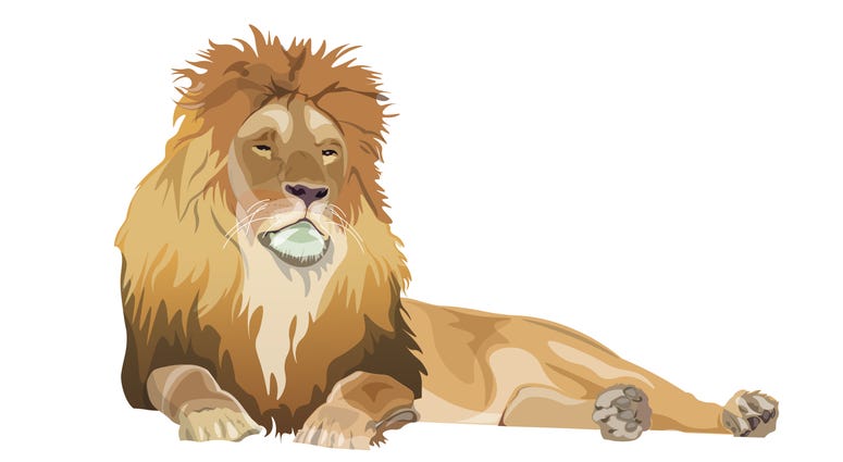 Lion lying down image
