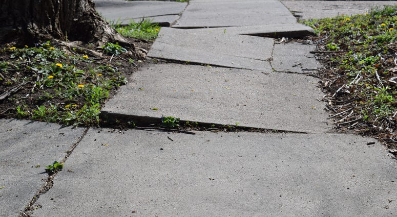 A sidewalk made uneven by tree roots