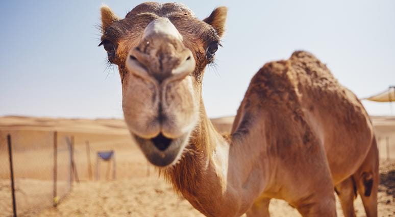 Camel