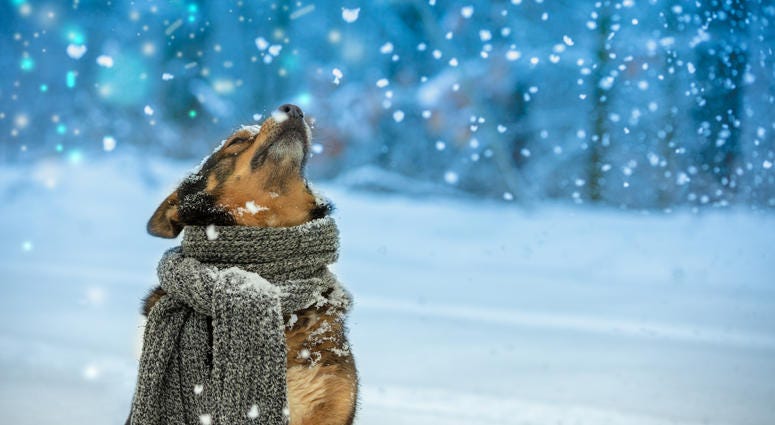 Portrait of a dog with a knitted scarf tied around the neck walking in snow