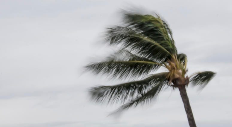 palm tree swaying in the wind
