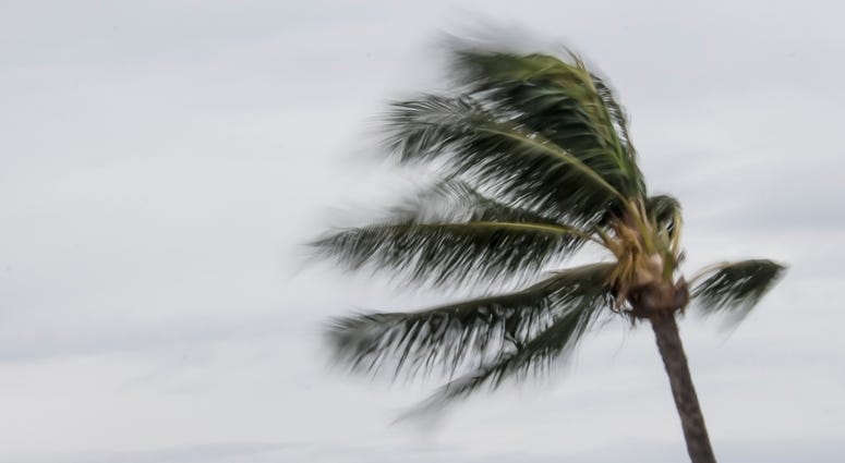 palm tree swaying in the wind
