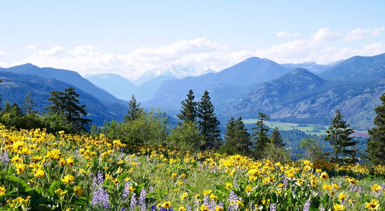 Wild flowers growing near a Washington mountain