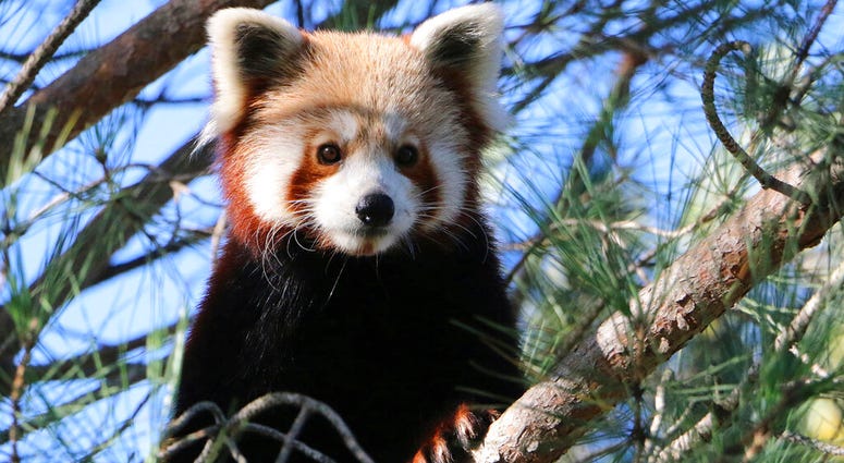 This photo released by Saint-Martin-la-Plaine zoo shows the red panda that broke out of a zoo in the Rhone region of southeastern France, Friday, Nov. 15, 2019.