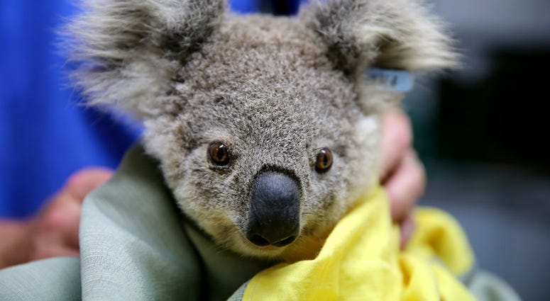 A koala named Pete from Pappinbarra at The Port Macquarie Koala Hospital on November 29, 2019 in Port Macquarie, Australia.