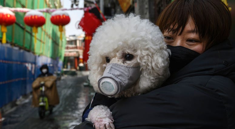 Dog with face maske